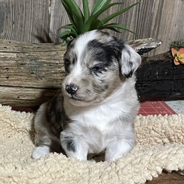 Miniature Australian Shepherd Puppies from Helm Farms Aussies