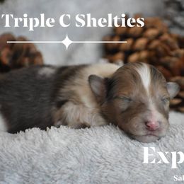 Expresso - Sable merle and white male Shetland Sheepdog puppy in Gladbrook, Iowa from T Triple C Shelties