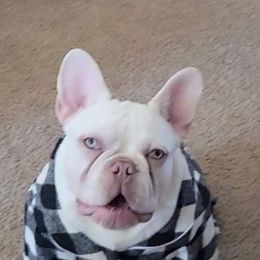 French Bulldogs from Bat Dog Frenchies
