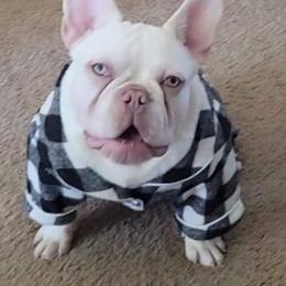 French Bulldogs from Bat Dog Frenchies