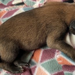 Belgian Malinois Puppies from Pyrex Kennels