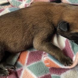 Belgian Malinois Puppies from Pyrex Kennels