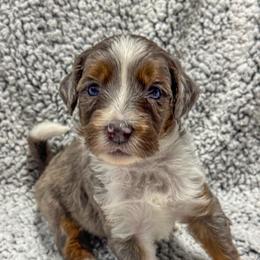 Pretzel - Blue merle male Bernedoodle puppy in Rose Hill, North Carolina from Red Door Canines