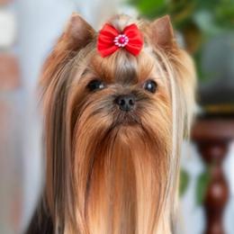 Kosie - Yorkshire Terrier