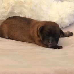 Sirius  (Dog Star) - Red sable male Havanese puppy in Salt Lake City, Utah from Steal Your Heart Havanese