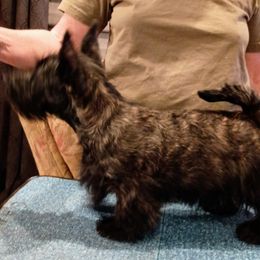 Scottish Terrier Puppies from Gallica Scottish Terriers
