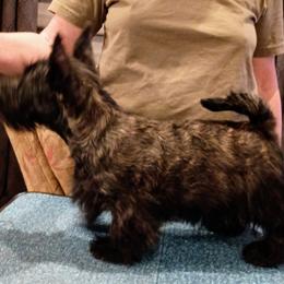 Scottish Terrier Puppies from Gallica Scottish Terriers