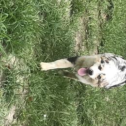 Australian Shepherd Puppies from Soggy Bottom Farms