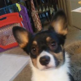 Zoe - Pembroke Welsh Corgi