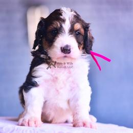 Lilly - Sable female Bernedoodle puppy in Macomb, Oklahoma from Fife and Wife Ranch LLC