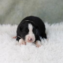 BTM2 - Black tri-color male Australian Shepherd puppy in Warm Springs, Georgia from Out West Aussies