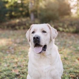 Dilute Retrievers, Labradoodles, and Labrador Retrievers from Bitterbrush Farm & Apiary
