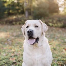 Dilute Retrievers, Labradoodles, and Labrador Retrievers from Bitterbrush Farm & Apiary