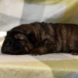 Salsa - Black sable male Chinese Shar-Pei puppy in Lenoir, North Carolina from Peitato Chips
