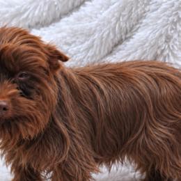 HarZayda - Yorkshire Terrier