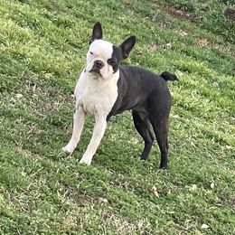 Molly - Boston Terrier