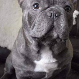 French Bulldogs from Chesapeake Frenchies
