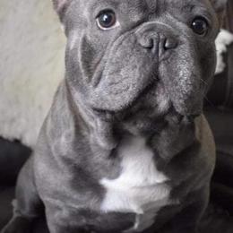 French Bulldogs from Chesapeake Frenchies