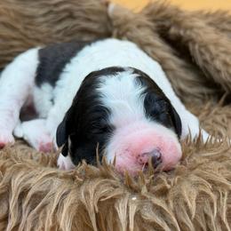 Mabel - Black and white female Sheepadoodle puppy in Willacoochee, Georgia from Kitandkboodle's Doodles