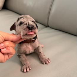 Patriot - Merle male Great Dane puppy in Plano, Texas from Blue Thunder Danes