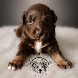 Hershey - Red tri-color male Australian Shepherd puppy in Fultonville, New York from Sandy Aussies & Pomeranians