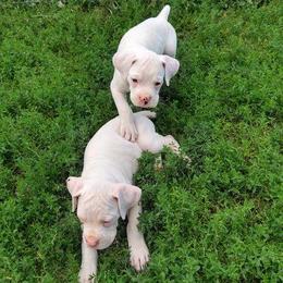 Boxer Puppies from Balltown Boxers
