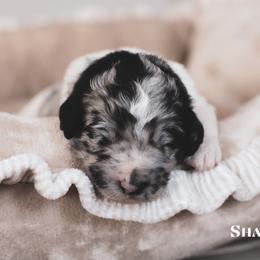 Shasta - female Newfypoo puppy in Marshallville, Ohio from Windy Hill Dogs