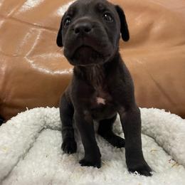 Coco - Black female Cane Corso puppy in San Isidro, Texas from MTZCC Ranch, LLC
