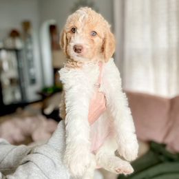 Double Doodle and Labradoodle Puppies from Magnolia & Finn Doodles