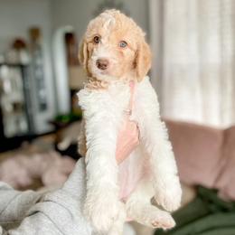 Double Doodle and Labradoodle Puppies from Magnolia & Finn Doodles