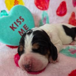 Girl 4 - Black white and brown female Basset Hound puppy in Denison, Texas from Emma Lou's Baby Bassets