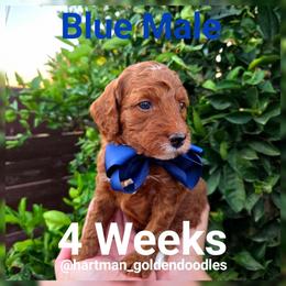 Blue - Red  male Goldendoodle puppy in Upland, California from Hartman Goldendoodles
