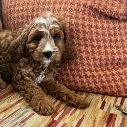 Giorgio - Red male Cavapoo puppy in Temecula, California from Designer Doodles