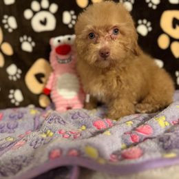 No Longer Available - Apricot female Poodle puppy in Pounding  Mill, Virginia from Rosa's Chihuahuas