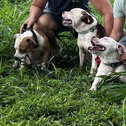 Staffordshire Bull Terrier Puppies from 1LoveStaffies-Hawaii