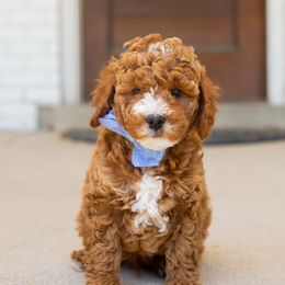 Boy Blue - Red  Goldendoodle puppy in Riverton, Utah from Utah Doodlebug
