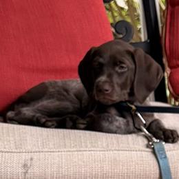 Taylor - Liver roan female German Shorthaired Pointer puppy in Spotsylvania Courthouse, Virginia from Ambitious Acres Kennels