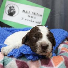 Lagotto Romagnolo Puppies from Royal and Loyal Lagotto Romagnolo