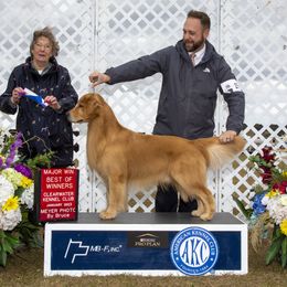 PJ - Golden Retriever