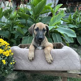 Rhodesian Ridgeback Puppies from Fisher’s Rhodies