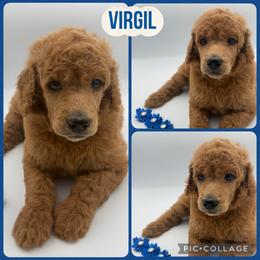 Virgil - Red  male Poodle puppy in Mount Vernon, Illinois from AMC Poodles