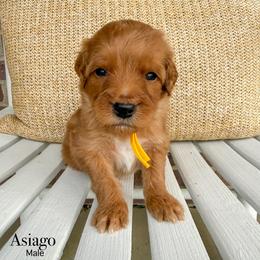 Asiago - Apricot male Goldendoodle puppy in Sunman, Indiana from Brunsman Country Doodles LLC