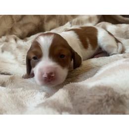 Goose - Piebald male Dachshund puppy in Trenton, Florida from Tweenie Weenie Dachshunds