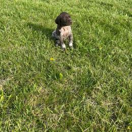Bullet - Liver roan male German Shorthaired Pointer puppy in Ohio from Eric and Michelle's GSP