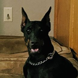 Maggie - Doberman Pinscher