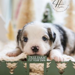 Pop-tart - Blue merle male Toy Australian Shepherd puppy in Charlestown, Indiana from Hydden Aussies