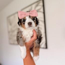 Sagada - Tri-color female Bernedoodle puppy in Cold Spring, Minnesota from A.N.A. Doodles
