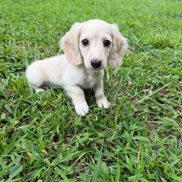 Ollie - Dachshund
