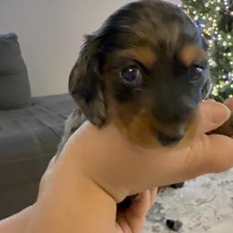 Dachshund Puppies from Birkin’ Paws