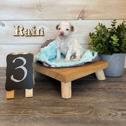 Goldendoodle and Poodle Puppies from Krispydoodle